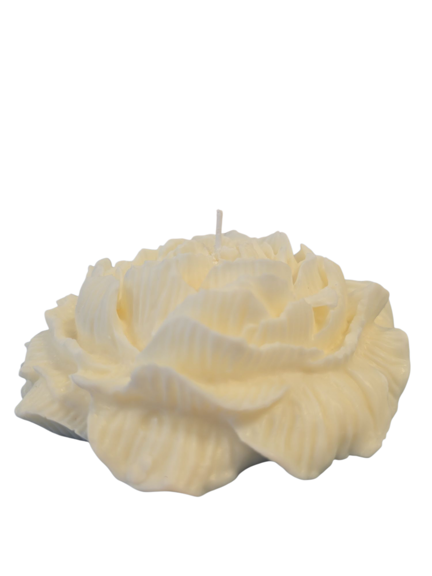 Peony Flower XXL